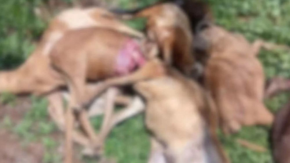IFAM confirma ataque de onça a criação de ovinos em São Gabriel da Cachoeira*